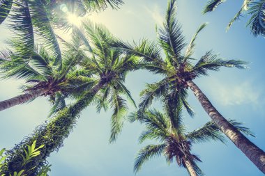 Hindistan cevizi palmiye ağaçlarının mavi gökyüzü