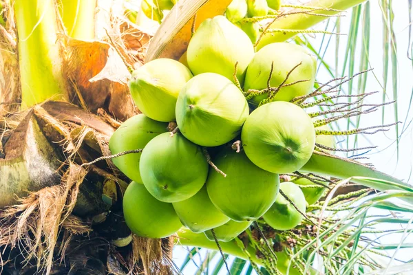 Groene kokosnoot vruchten — Stockfoto