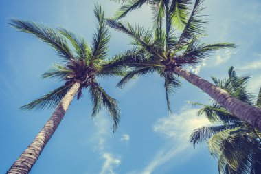 Hindistan cevizi palmiye ağaçlarının mavi gökyüzü