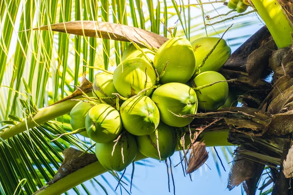 Vihreä kookos hedelmät — kuvapankkivalokuva