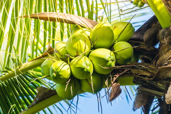 Groene kokosnoot vruchten — Stockfoto