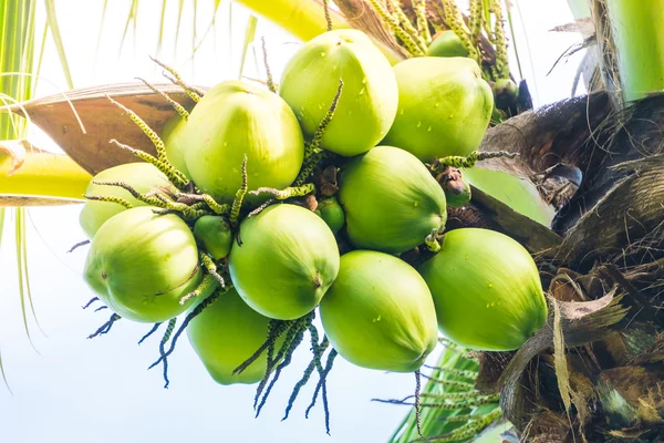 Groene kokosnoot vruchten — Stockfoto