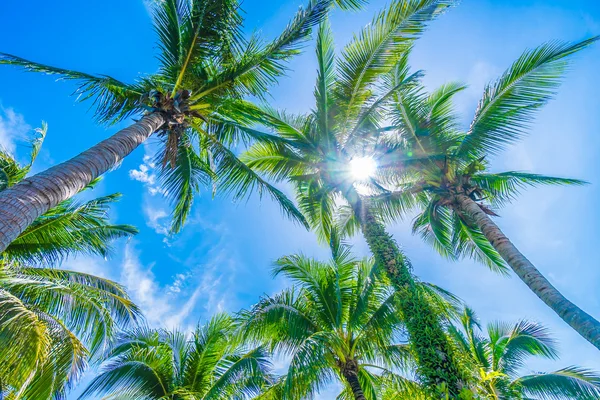 Hindistan cevizi palmiye ağaçlarının mavi gökyüzü — Stok fotoğraf