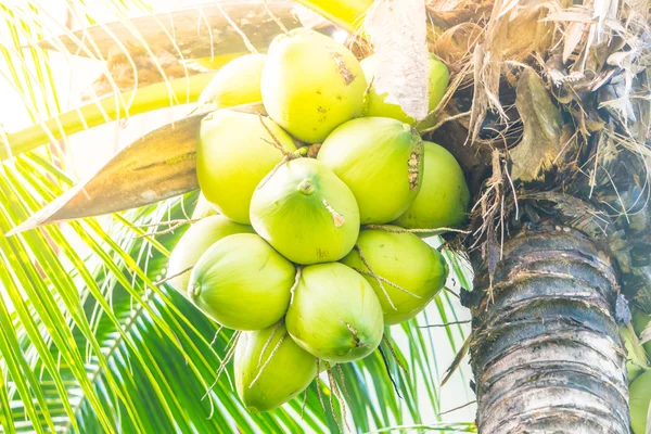 Green Coconut fruit — Stock Photo, Image