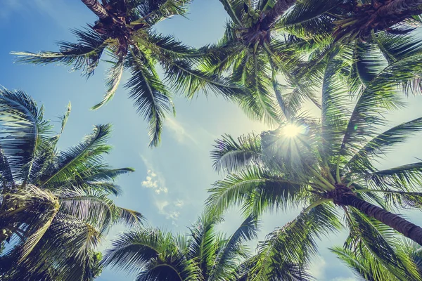 椰子棕榈树在蔚蓝的天空 — 图库照片