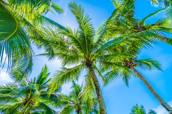 Coconut palm trees on blue sky — Stock Photo, Image