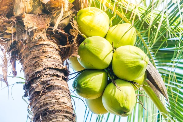 Groene kokosnoot vruchten — Stockfoto
