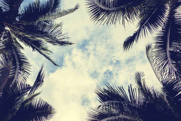 Palmeira no céu — Fotografia de Stock