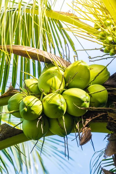 Groene kokosnoot vruchten — Stockfoto