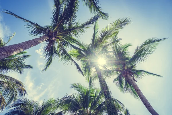 Kokosová palma na modré obloze — Stock fotografie