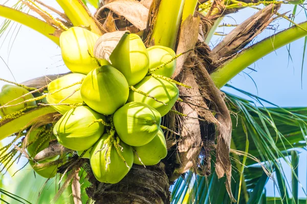 Coconut fruit on coconut palm tree — Stock Photo, Image