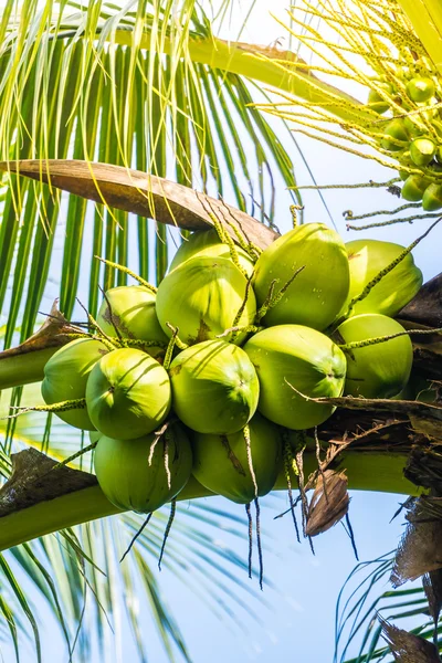 Groene kokosnoot vruchten — Stockfoto