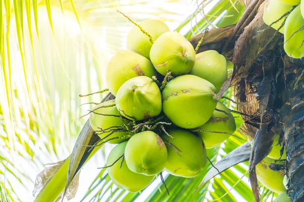 Kokosnoot vruchten op palmboom — Stockfoto