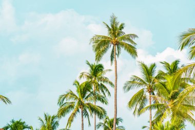 Gökyüzünde güzel hindistan cevizi palmiyesi, doğa arka planı için bulutlu.