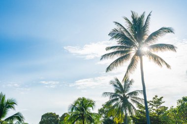 Güzel tropikal hindistan cevizi palmiyesi mavi gökyüzü ve beyaz bulut