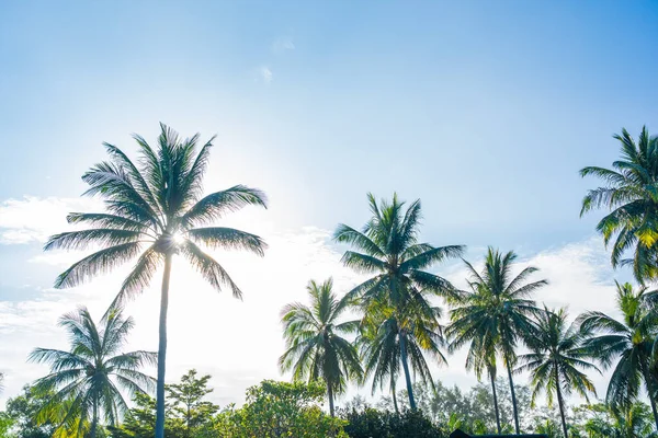 Güzel tropikal hindistan cevizi palmiyesi mavi gökyüzü ve beyaz bulut