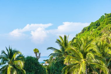 Güneşli bir günde yeşil tropikal ormanın manzaralı görüntüsü