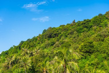 Güneşli bir günde yeşil tropikal ormanın manzaralı görüntüsü