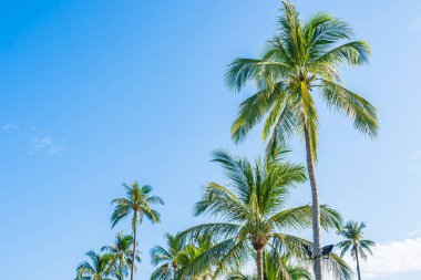 Güzel tropikal hindistan cevizi palmiyesi, mavi gökyüzü etrafında beyaz bulut, doğa arka planı için.