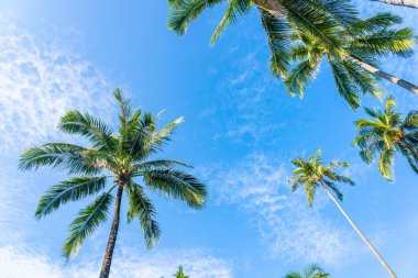 Güzel tropikal hindistan cevizi palmiyesi, mavi gökyüzü etrafında beyaz bulut, doğa arka planı için.
