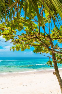 Güzel tropikal deniz okyanusu, hindistan cevizi ve mavi gökyüzünde beyaz bulut etrafındaki diğer ağaçlarla seyahat etmek için.