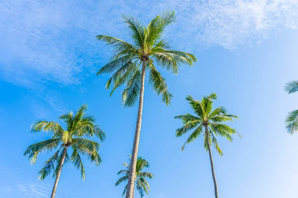 Beautiful Tropical Coconut Palm Tree White Cloud Blue Sky Nature — Stock Photo, Image