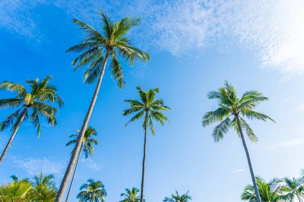 Beautiful Tropical Coconut Palm Tree White Cloud Blue Sky Nature — Stock Photo, Image