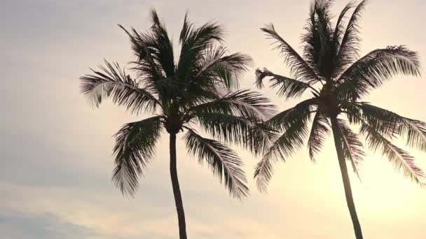 Primer Plano Imágenes Hermosas Palmeras Fondo Del Cielo — Vídeo de stock