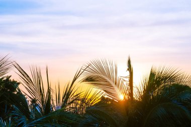 Arka planda kopya alanı olan palmiye ağacı gökyüzü etrafında güzel bir günbatımı