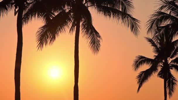 Sahilde Denizde Gün Batımında Lüks Yüzme Havuzunun Etrafında Palmiye Ağaçlarının — Stok video