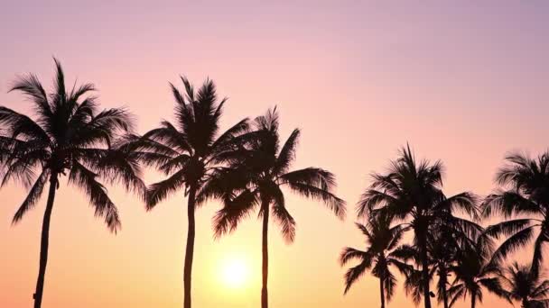Sahilde Denizde Gün Batımında Lüks Yüzme Havuzunun Etrafında Palmiye Ağaçlarının — Stok video