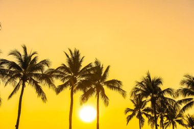 Gün batımında ya da gün doğumunda gökyüzü olan güzel hindistan cevizi palmiyesi