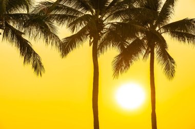 Gün batımında ya da gün doğumunda gökyüzü olan güzel hindistan cevizi palmiyesi