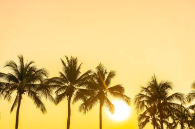 Gün batımında ya da gün doğumunda gökyüzü olan güzel hindistan cevizi palmiyesi