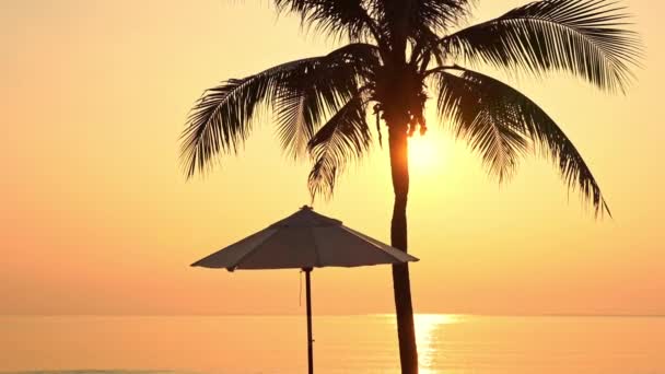 日落或日出时可可果棕榈树环绕着海滩海畅游 — 图库视频影像