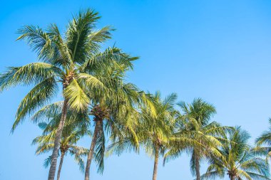 Mavi gökyüzü ile güzel hindistan cevizi palmiyesi ve kopyalama alanı ile beyaz bulut