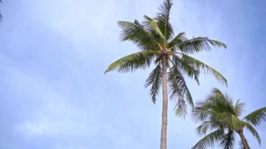 Gökyüzü arka planındaki güzel palmiye ağaçlarının yakın plan görüntüleri