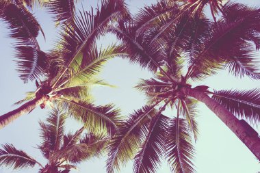 Gün batımında ya da gün doğumunda sahil okyanusu çevresinde güzel bir tropikal palmiye ağacı