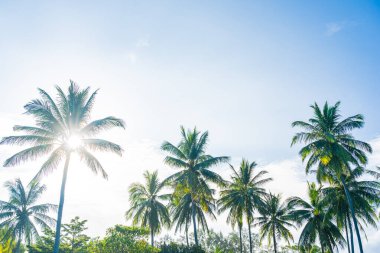 Güzel tropikal hindistan cevizi palmiyesi mavi gökyüzü ve beyaz bulut
