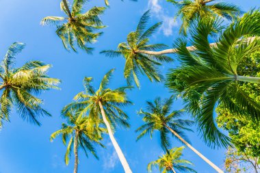 Güzel doğa tropikal hindistan cevizi palmiyesi mavi gökyüzü beyaz bulut plaj denizi çevresinde