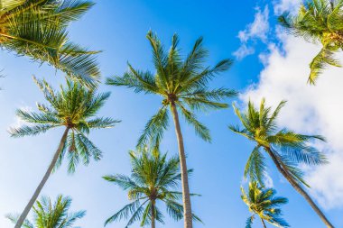 Güzel doğa tropikal hindistan cevizi palmiyesi mavi gökyüzü beyaz bulut plaj denizi çevresinde