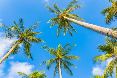 Güzel doğa tropikal hindistan cevizi palmiyesi mavi gökyüzü beyaz bulut plaj denizi çevresinde