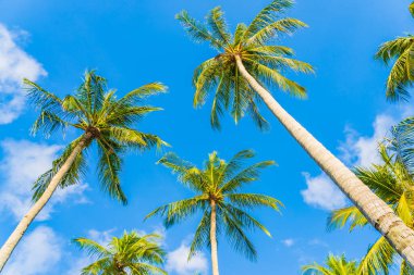 Güzel doğa tropikal hindistan cevizi palmiyesi mavi gökyüzü beyaz bulut plaj denizi çevresinde