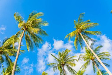 Güzel doğa tropikal hindistan cevizi palmiyesi mavi gökyüzü beyaz bulut plaj denizi çevresinde