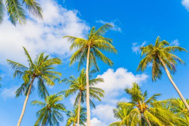 Güzel doğa tropikal hindistan cevizi palmiyesi mavi gökyüzü beyaz bulut plaj denizi çevresinde
