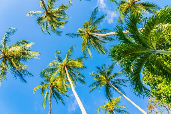 Güzel doğa tropikal hindistan cevizi palmiyesi mavi gökyüzü beyaz bulut plaj denizi çevresinde