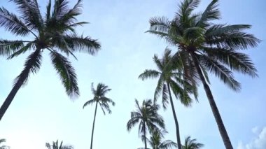 Gökyüzü arka planındaki güzel palmiye ağaçlarının yakın plan görüntüleri