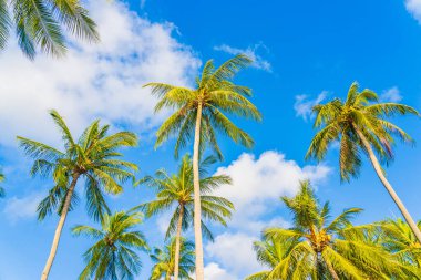 Güzel doğa tropikal hindistan cevizi palmiyesi mavi gökyüzü beyaz bulut plaj denizi çevresinde