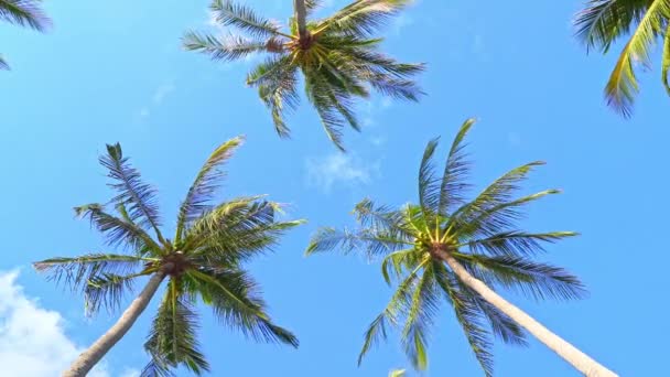Gökyüzü Arka Planındaki Güzel Palmiye Ağaçlarının Yakın Plan Görüntüleri — Stok video