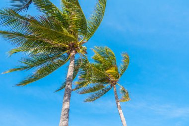 Mavi gökyüzü bulutlu güzel hindistan cevizi palmiyesi